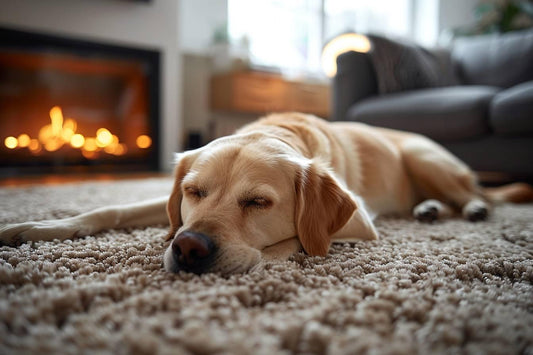 Quel tapis quand on a un chien ?